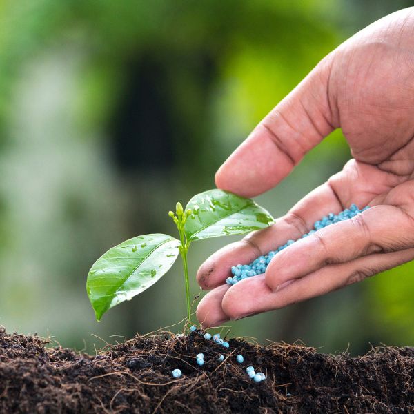 Thuốc Bảo Vệ Thực Vật