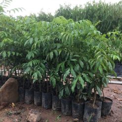 Cây Giống Mác Mật