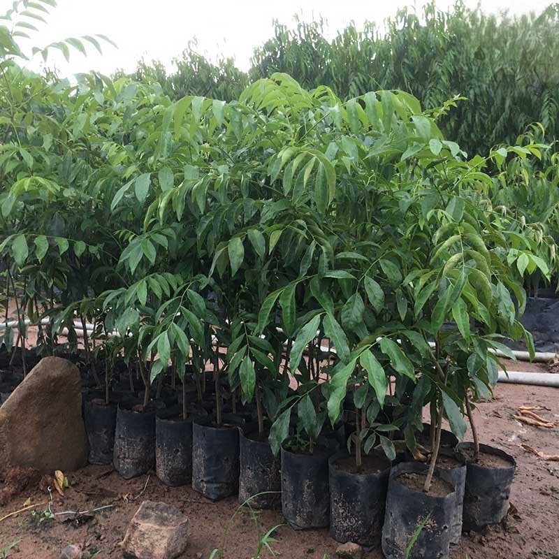 Cây Giống Mác Mật