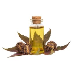 Dầu Hạt Thầu Dầu Nguyên Chất 60ml | 100ml | 250ml – Sỉ Số Lượng