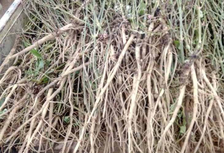 Cây Cỏ Xước – Thảo Dược Dân Gian Quen Thuộc Nhưng Ít Người Hiểu Đúng