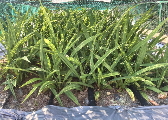 Sâm Cau Đắk Lắk: "Vàng Đen" Dược Liệu Và Hướng Đi Kinh Tế Bền Vững