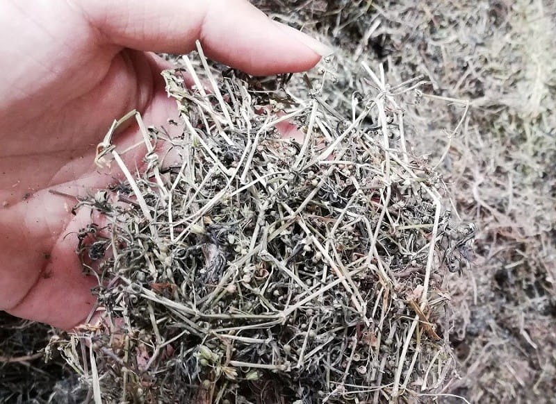 Bạch Hoa Xà Thiệt Thảo - Dược Liệu Thanh Nhiệt, Giải Độc Và Hỗ Trợ Sức Khỏe Tự Nhiên