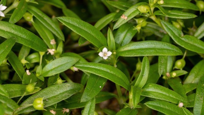Bạch Hoa Xà Thiệt Thảo - Dược Liệu Thanh Nhiệt, Giải Độc Và Hỗ Trợ Sức Khỏe Tự Nhiên