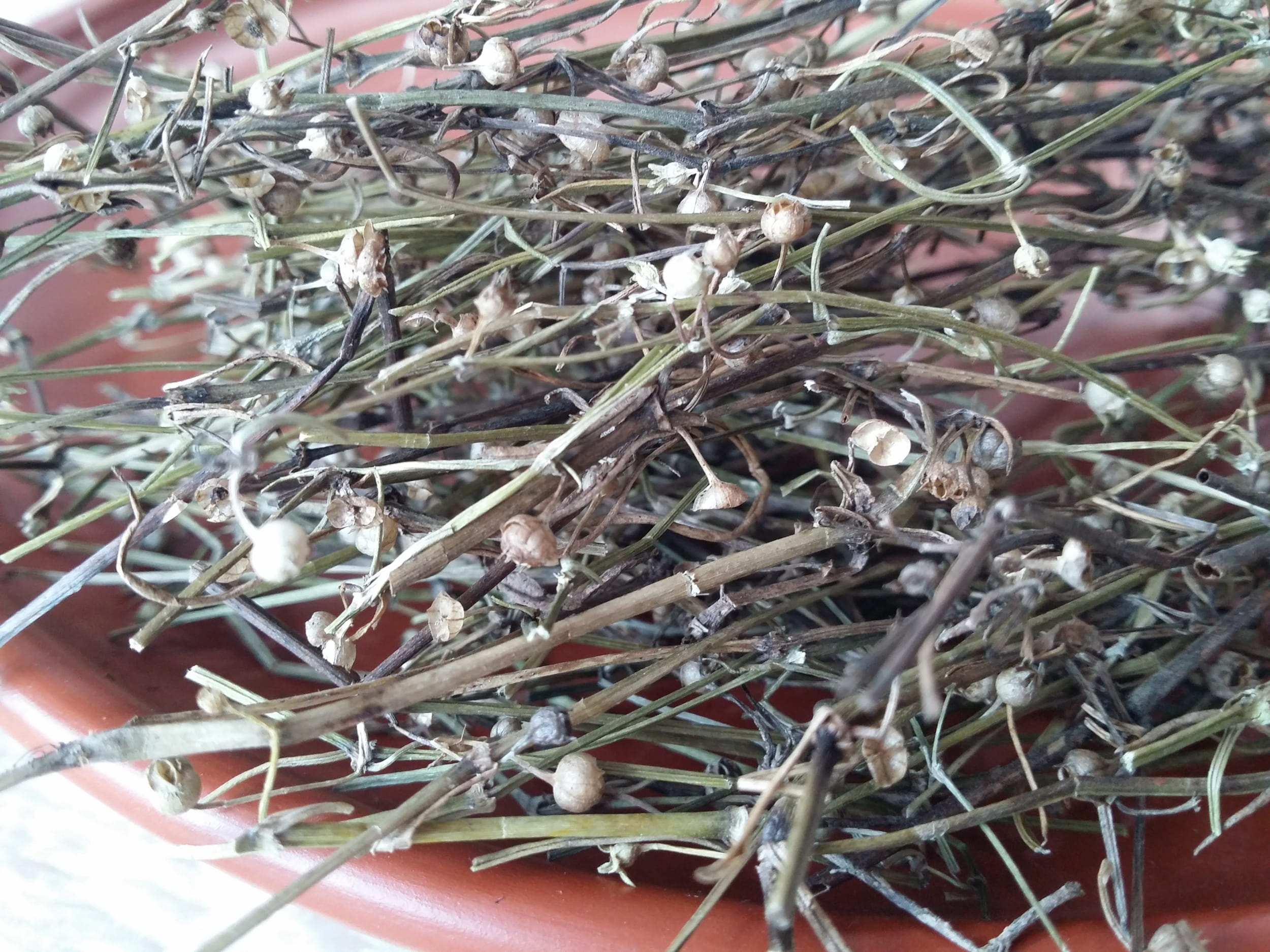 Bạch Hoa Xà Thiệt Thảo - Dược Liệu Thanh Nhiệt, Giải Độc Và Hỗ Trợ Sức Khỏe Tự Nhiên