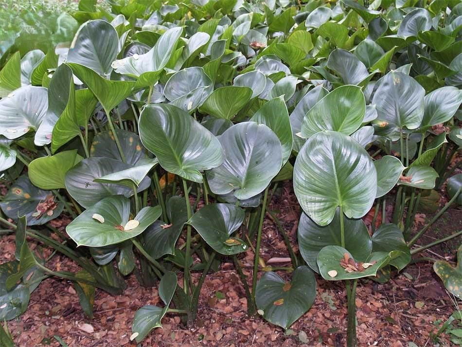Cây Thiên Niên Kiện: Đặc Điểm, Công Dụng Và Cách Dùng Trong Đời Sống