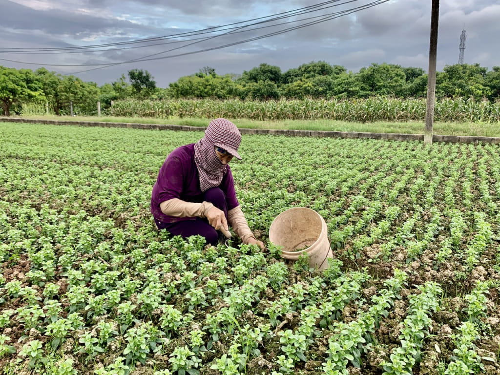 Cây Dược Liệu Đắk Lắk - Hướng Đi Mới Trong Tái Cơ Cấu Nông Nghiệp Tây Nguyên