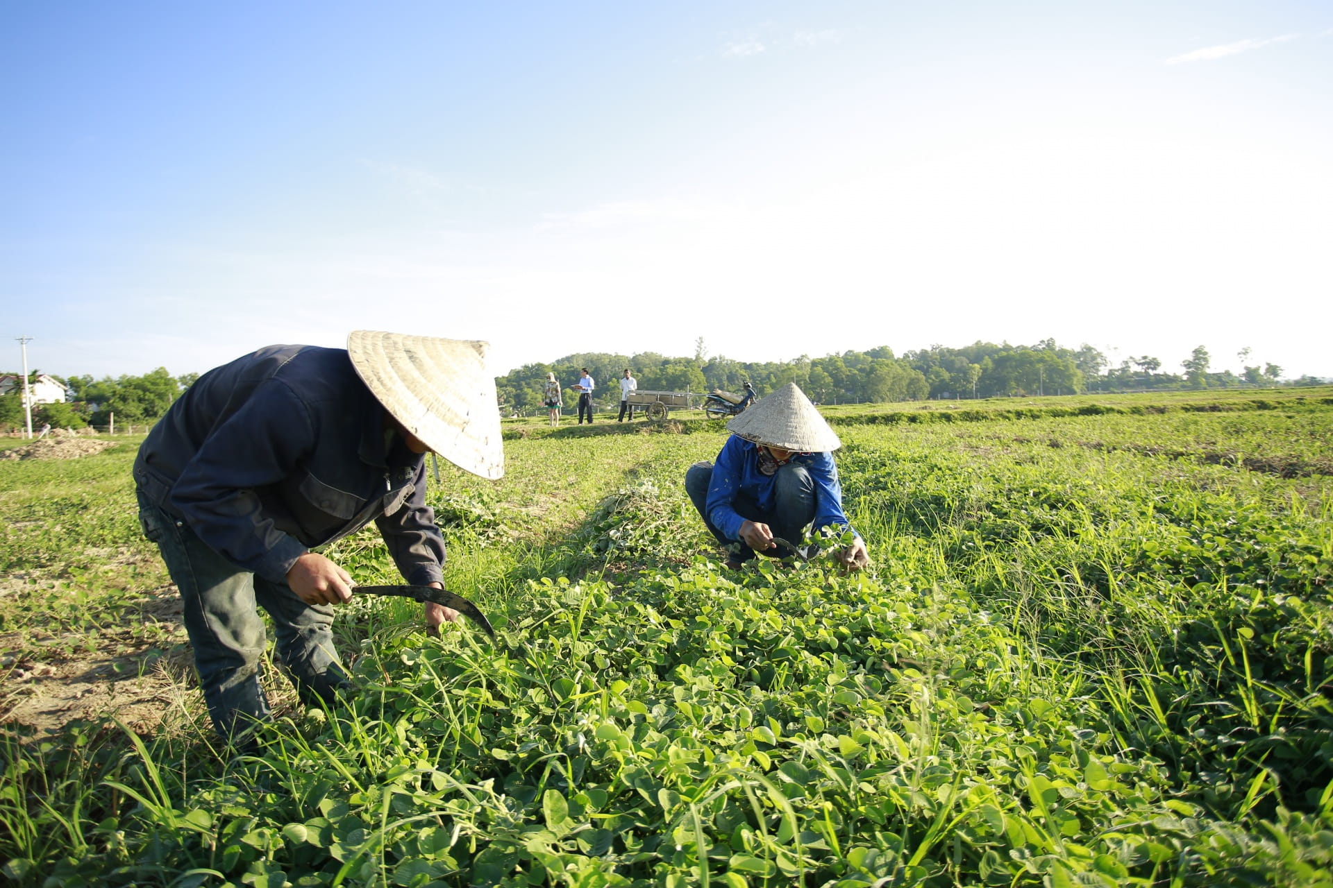 Thu Hái Đúng Thời Điểm Ảnh Hưởng Như Thế Nào Đến Chất Lượng Dược Liệu?