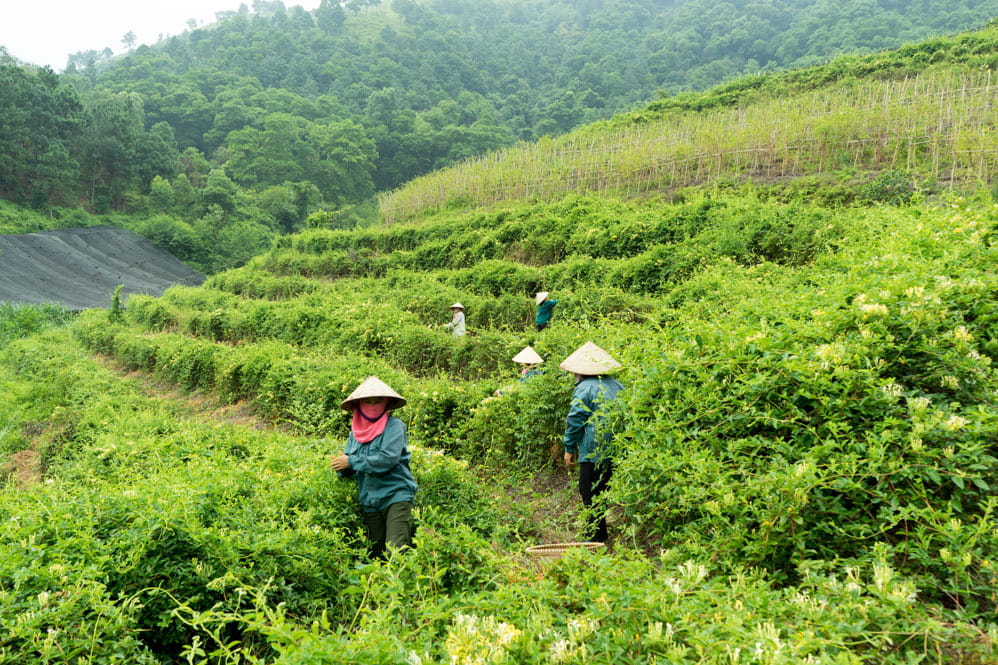 Thu Hái Đúng Thời Điểm Ảnh Hưởng Như Thế Nào Đến Chất Lượng Dược Liệu?
