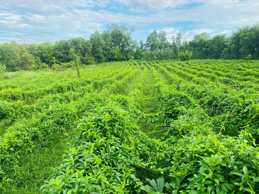 Phát Triển Vùng Trồng Dược Liệu Tại Tây Nguyên: Những Lợi Thế Và Yêu Cầu