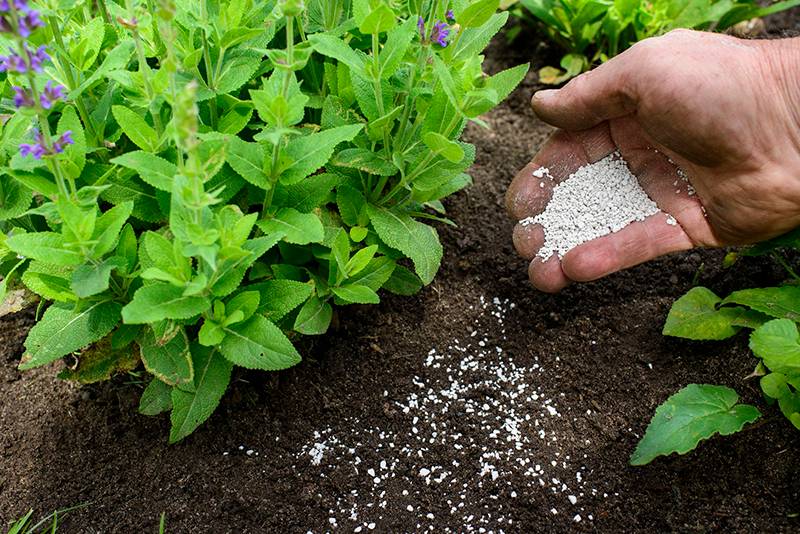 Bón Phân Cho Cây Dược Liệu: Những Nguyên Tắc Người Trồng Cần Biết