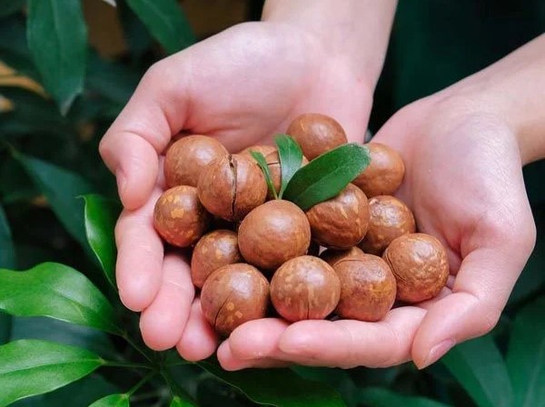 Sấy Nứt Vỏ, Nhân Sấy Hay Macca Tươi: Loại Nào Phù Hợp Với Nhu Cầu Của Bạn?