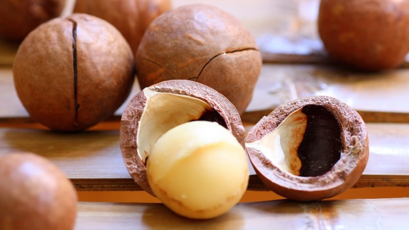 Hành Trình Hạt Macca Đất Đỏ Bazan: Khi Mồ Hôi Nông Dân Hóa Thành Vị Ngọt Trên Bàn Ăn Gia Đình
