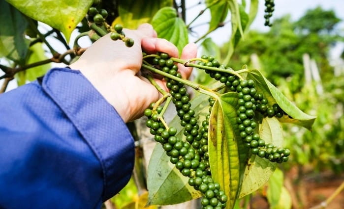 Hạt Tiêu Từ Vườn Đến Sản Phẩm Cần Kiểm Soát Những Gì?