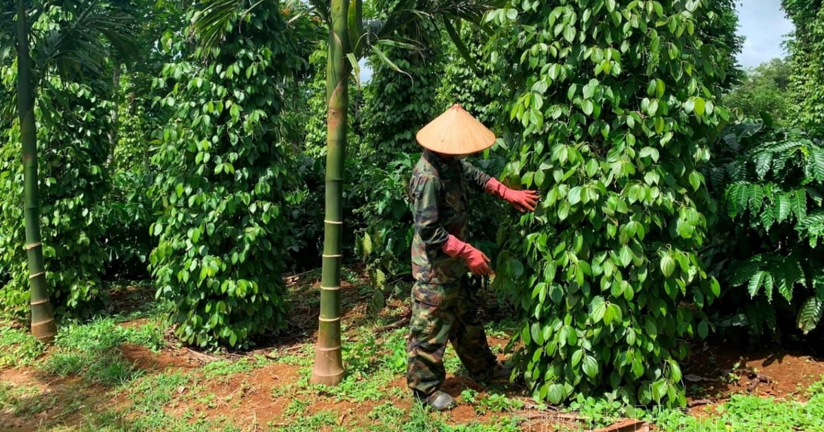 Hạt Tiêu Từ Vườn Đến Sản Phẩm Cần Kiểm Soát Những Gì?