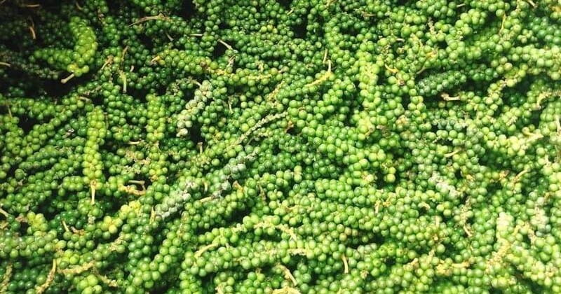 Hạt Tiêu Từ Vườn Đến Sản Phẩm Cần Kiểm Soát Những Gì?