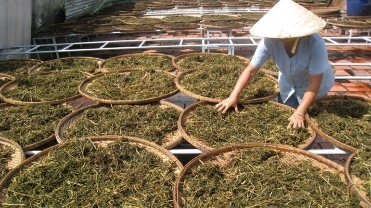 Những Yếu Tố Ảnh Hưởng Đến Chất Lượng Dược Liệu Khô