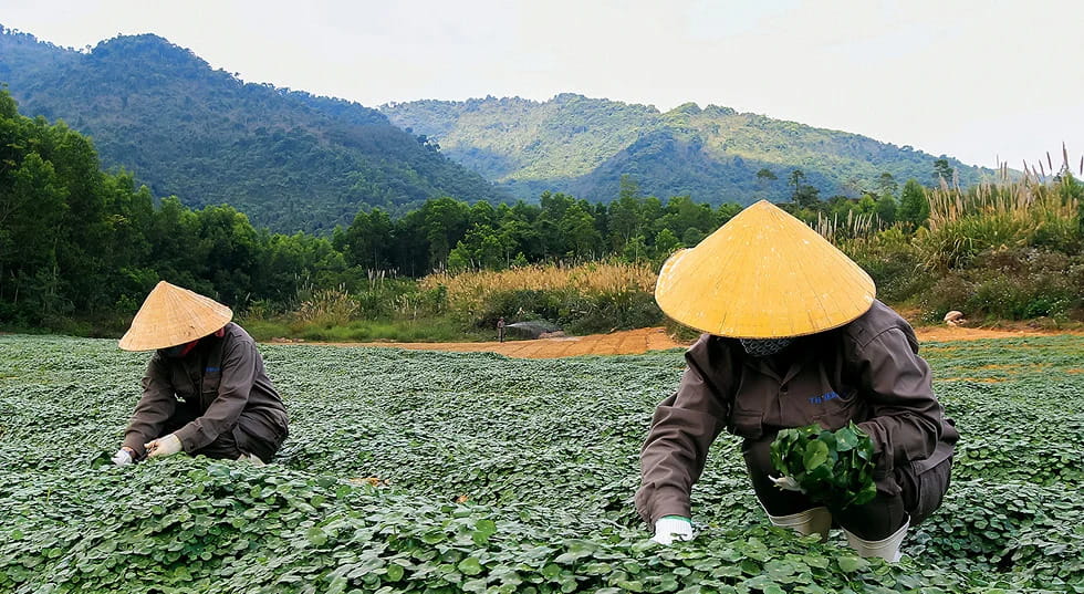 Vì Sao Dược Liệu Cùng Một Loại Nhưng Chất Lượng Có Thể Khác Nhau?