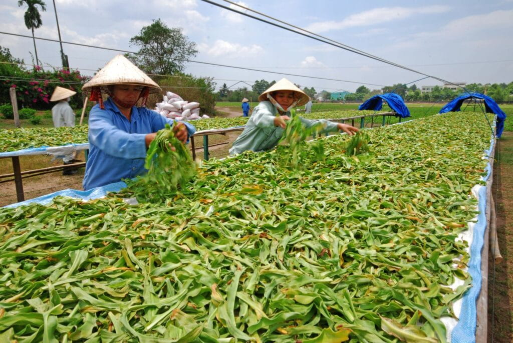 Vì Sao Dược Liệu Cùng Một Loại Nhưng Chất Lượng Có Thể Khác Nhau?