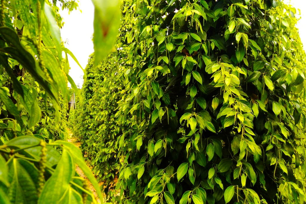 Hạt Tiêu Từ Vườn Đến Sản Phẩm Cần Kiểm Soát Những Gì?